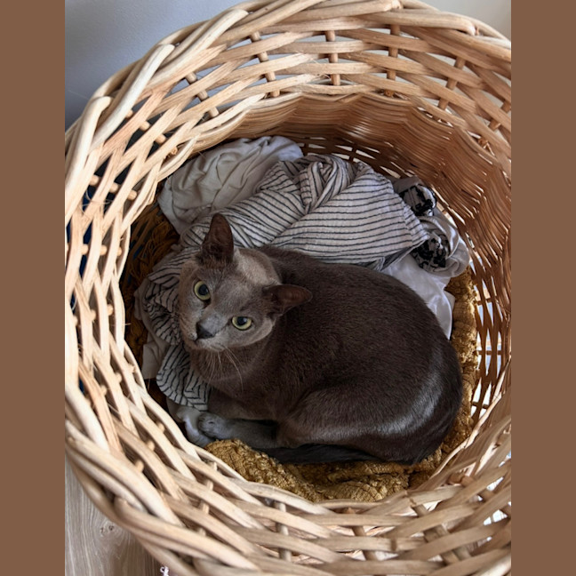 Photo of 🐾 Bonded Burmese Brothers Seeking A Forever Home 