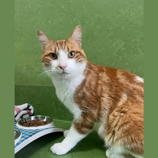 Photo of Tiger (Bonded With Lion)