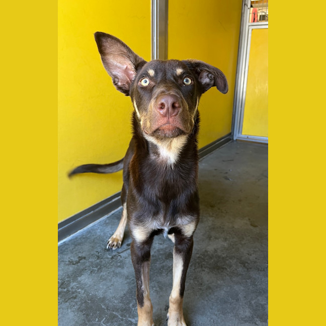 Photo of Perro