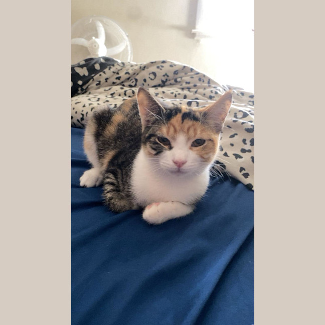 Photo of Nibbles