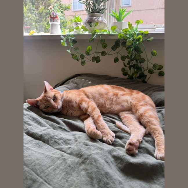 Photo of Felix