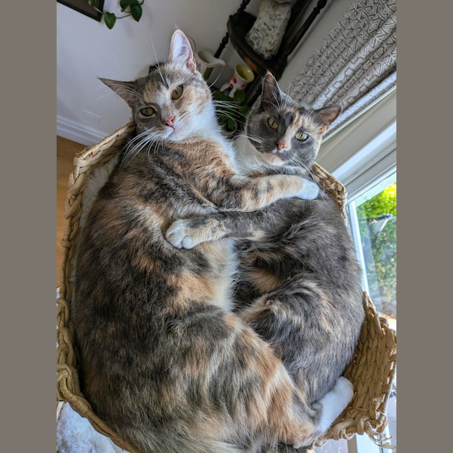 Photo of Momo (Was Ginny)