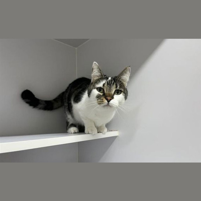 Photo of Juni