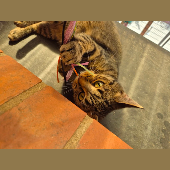 Photo of Jolene!👢