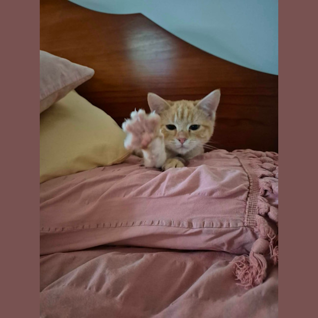 Photo of Blonde **2nd Chance Cat Rescue**
