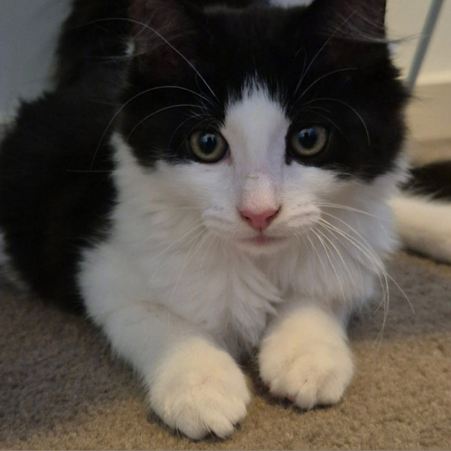 Photo of Gator