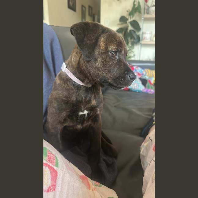 Photo of Stella (Was Karma)