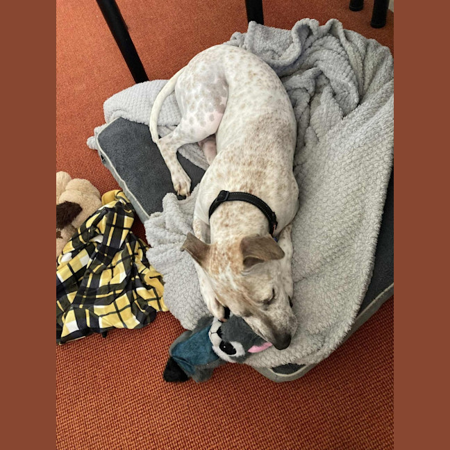 Photo of Sadie   2 Year Old Cattle Dog X