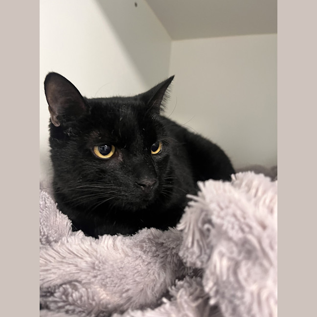 Photo of Onyx