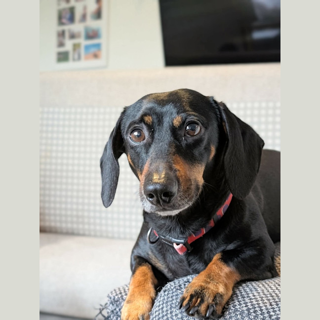 Photo of Ollie