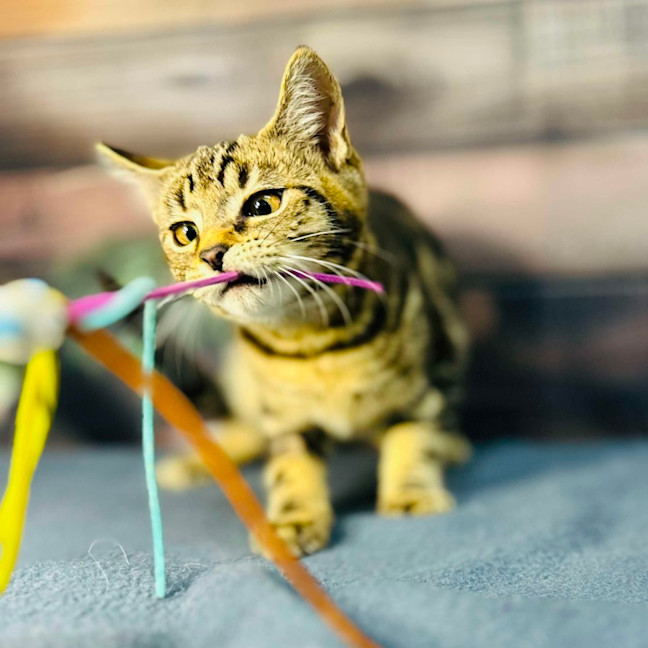 Photo of Orion   Located In Wallan