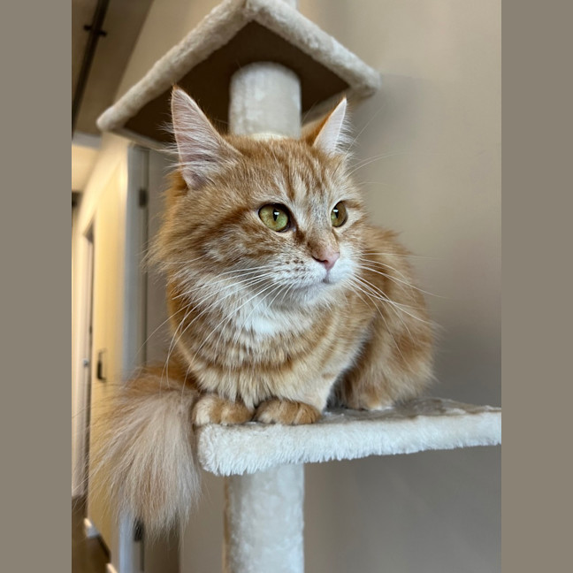 Photo of Sweet Paprika