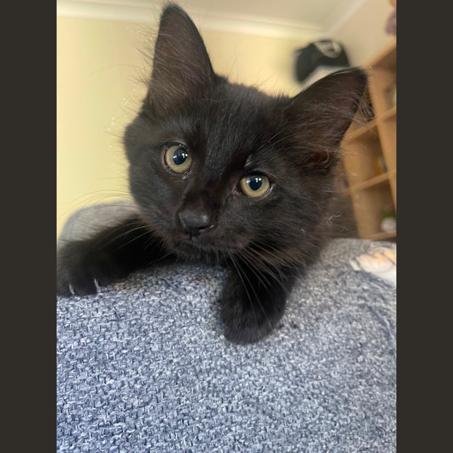 Photo of Onyx