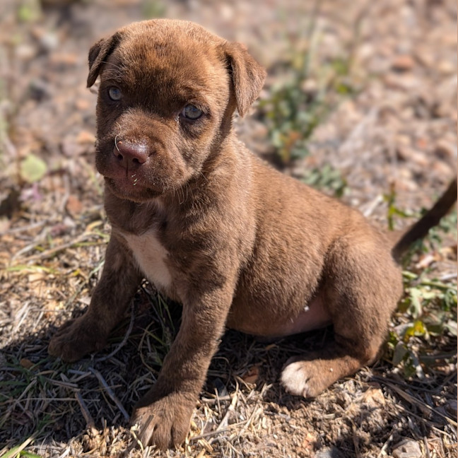 Photo of Duchess