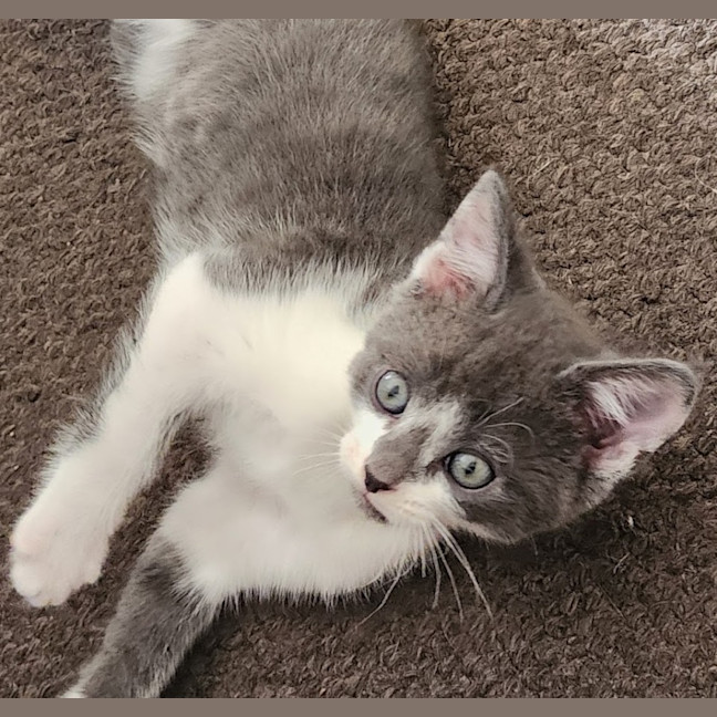 Photo of Beau (Mr Bojangles)