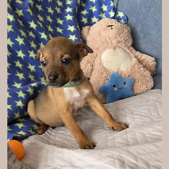 Photo of Indi