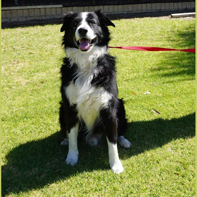 Photo of Champ