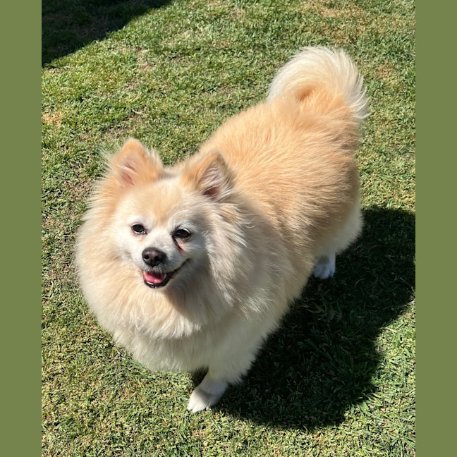 Photo of Daisy   12 Year Old Pomeranian 
