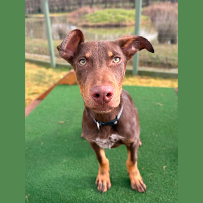 Photo of Moose