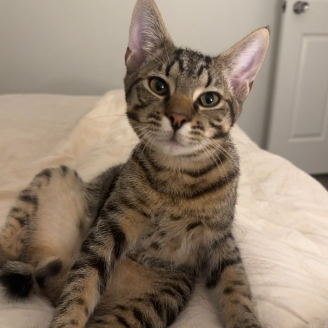 Photo of Macaroni