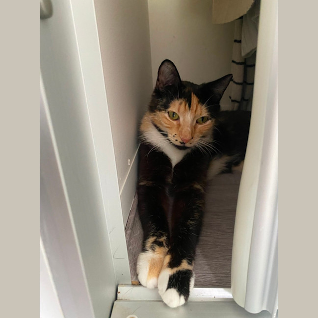 Photo of Honey