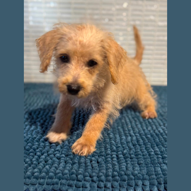 Photo of Toby