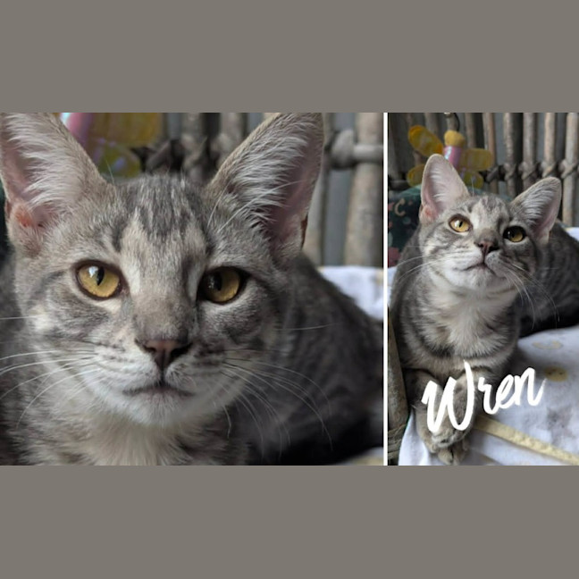 Photo of Wren
