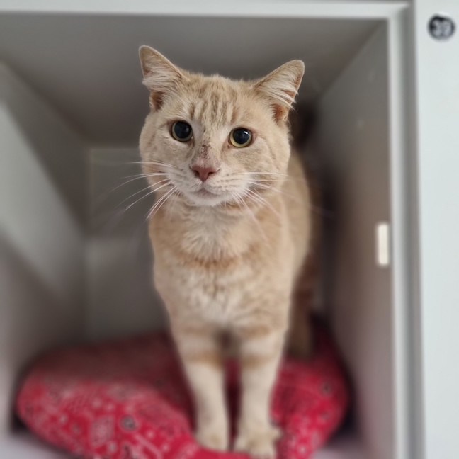 Photo of Custard
