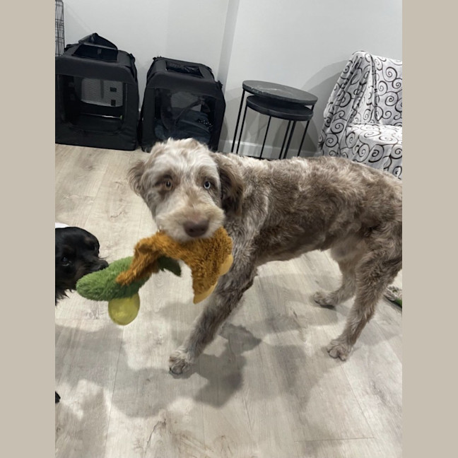Photo of Woody