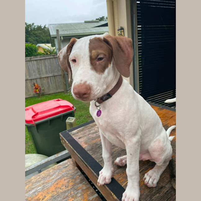 Photo of Jarrah