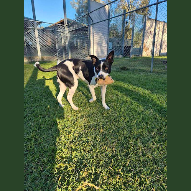 Photo of Dozer
