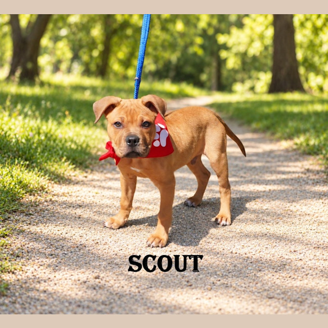 Photo of Scout