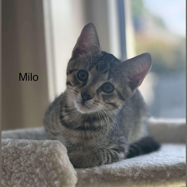 Photo of Milo Meetme@Petstock Hastings Storw