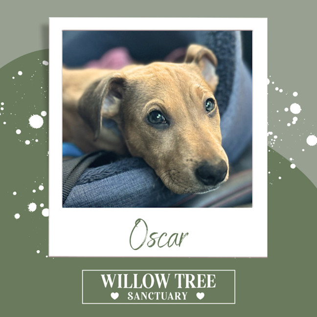 Photo of Oscar