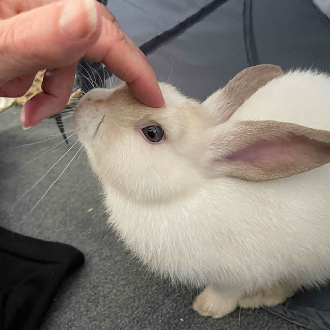 Photo of Caramello