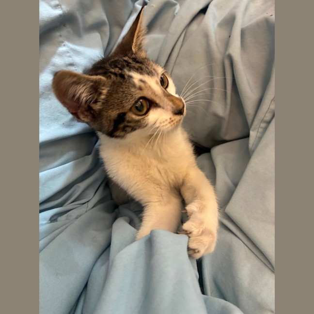 Photo of Polly