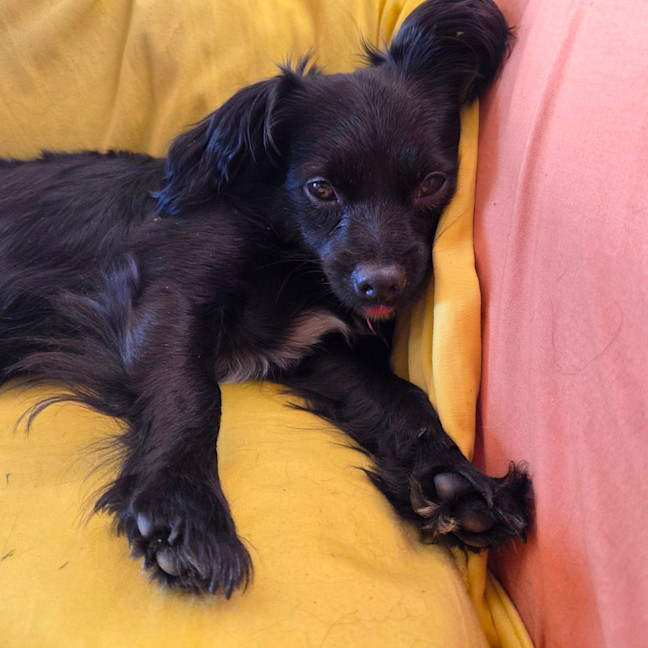 Photo of Roxy