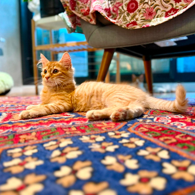 Photo of Salsa   In Foster Care In Brunswick East