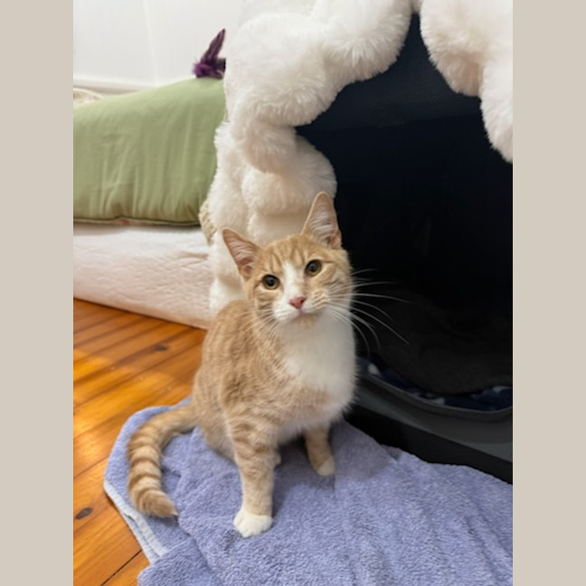 Photo of Simon
