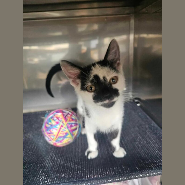 Photo of Speckles