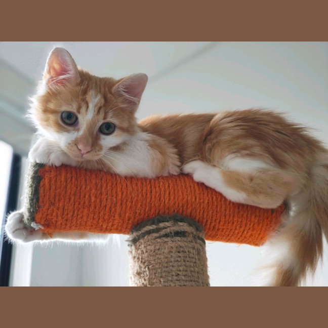 Photo of Dash