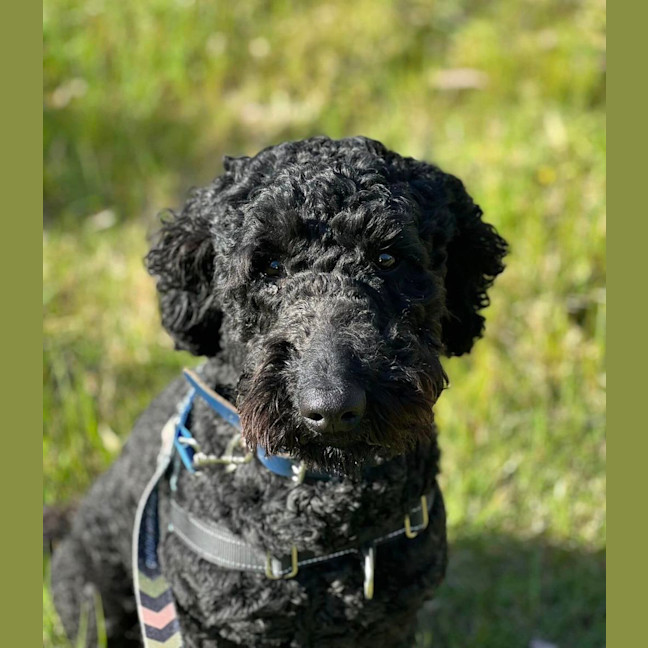 Photo of Scout