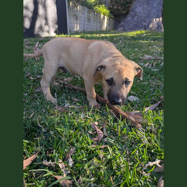 Photo of Dandelion