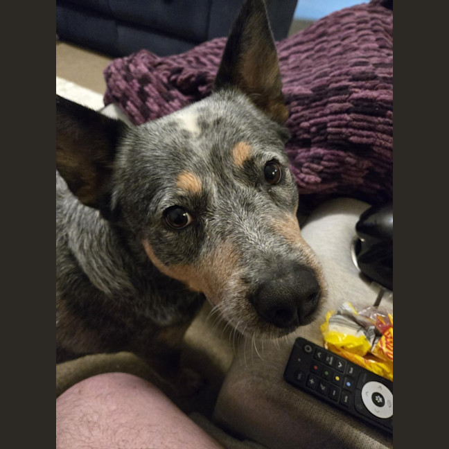 Photo of Rambo   3 Year Old Cattle Dog (Trial 26/9)