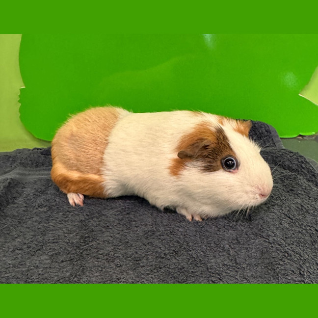 Photo of Cookie