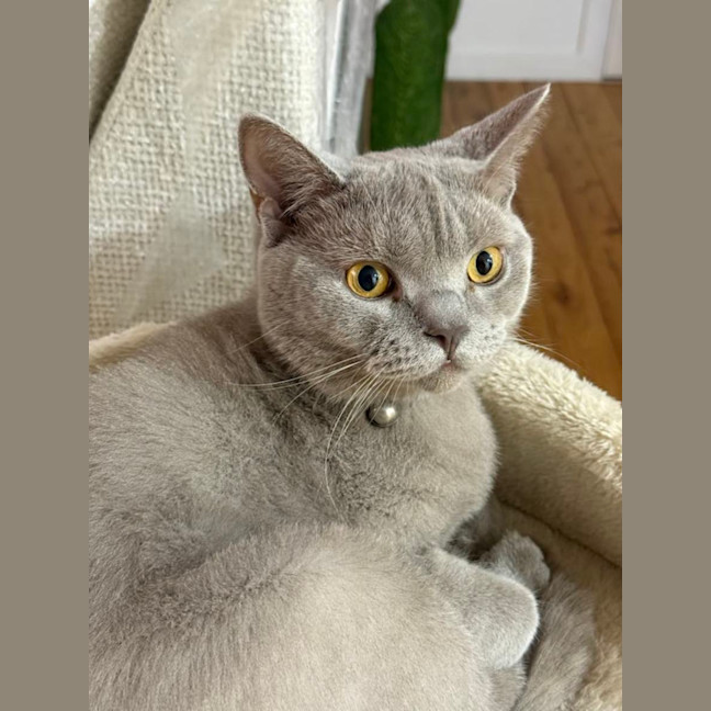 Photo of Valentino