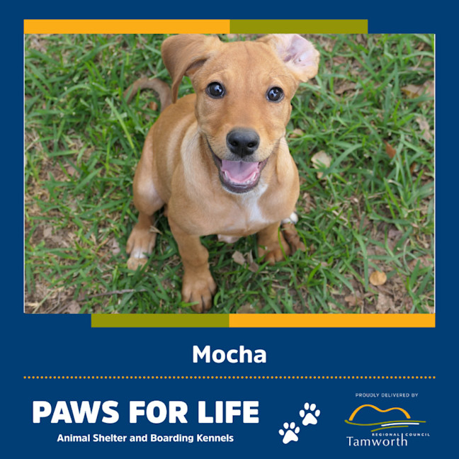 Photo of Mocha