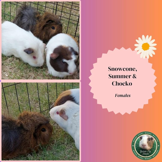 Photo of Snowcone, Summer & Chocko