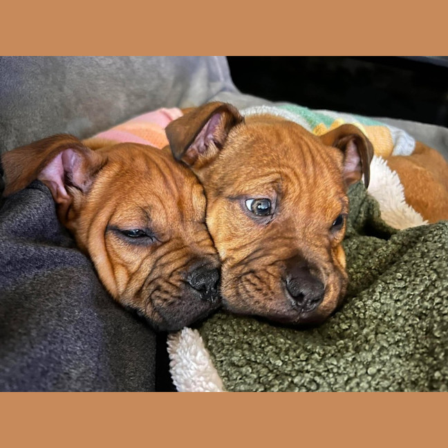 Photo of Spice Girls Litter