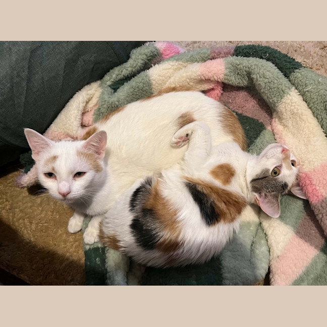 Photo of Peaches